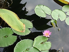 278 Longwood Gardens [2008 August 23]
